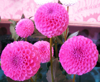 Dahlia ' 20TH AVE INGRID ' (Min.B.) Gibson  USA  2020 Greater Philadelphia D. S. Show, Longwood Gardens, USA 2022 (David Brown)